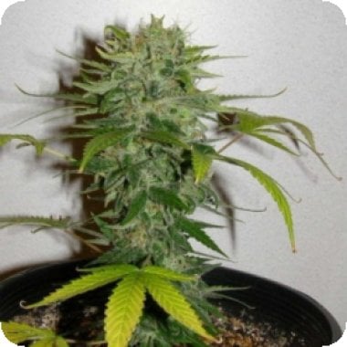 Kc Brains Cannabis Seeds Cristal Limit