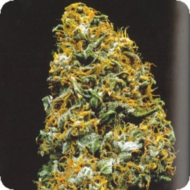 Kc Brains Cannabis Seeds Cristal Paradise