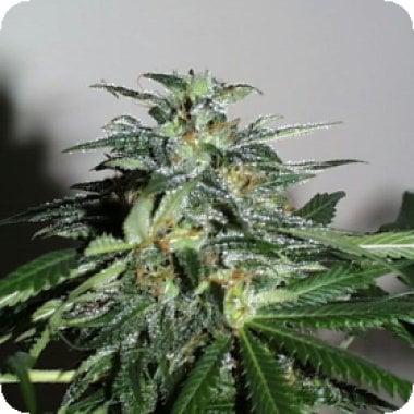 Kc Brains Cannabis Seeds Cyber Cristal
