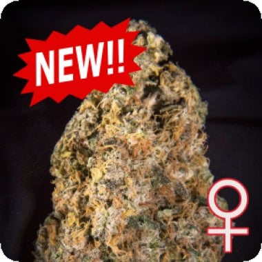Kc Brains Cannabis Seeds Diamond Queen Kush Auto