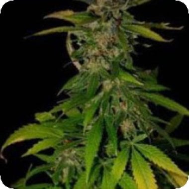 Kc Brains Cannabis Seeds Double D