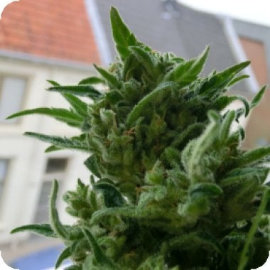 Kc Brains Cannabis Seeds Kc33