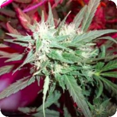 Kc Brains Cannabis Seeds Kc39