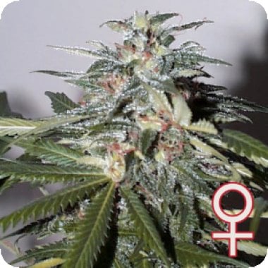 Kc Brains Cannabis Seeds Kc51 Automatic