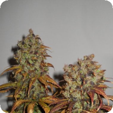 Kc Brains Cannabis Seeds Mango