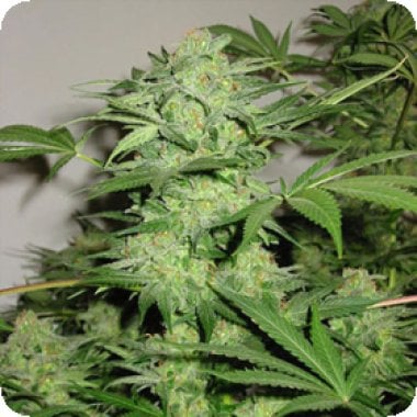 Kc Brains Cannabis Seeds Northern Light Special