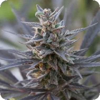 Kc Brains Cannabis Seeds Spontanica
