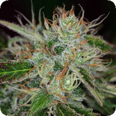 Kc Brains Cannabis Seeds Sweet Dreams
