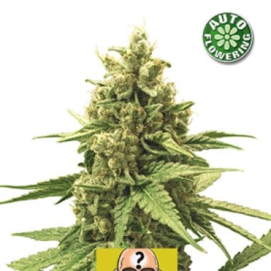 Kera Cannabis Seeds Amnesia Auto