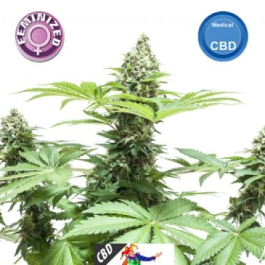 Kera Cannabis Seeds Cbd Harlequin