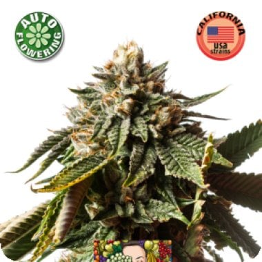 Kera Cannabis Seeds Cherry Grapefruit Auto