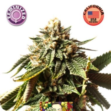 Kera Cannabis Seeds Cherry Grapefruit