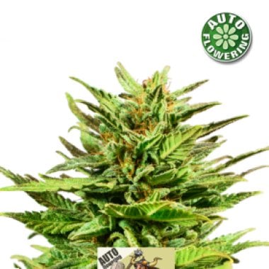 Kera Cannabis Seeds Dwarf Auto