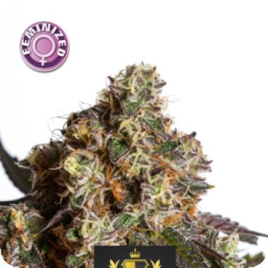Kera Cannabis Seeds Empire Of The Sun