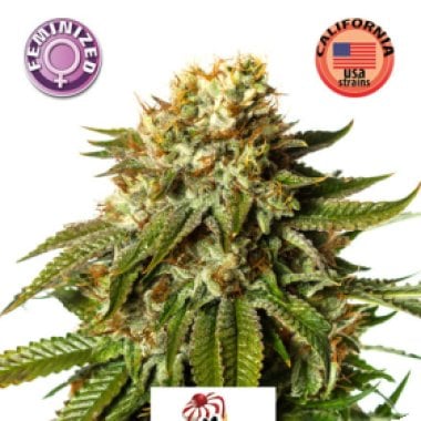 Kera Cannabis Seeds Gelato