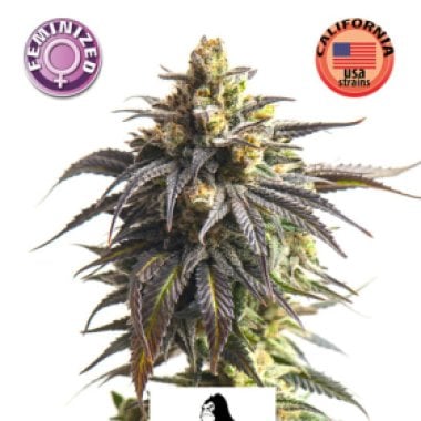 Kera Cannabis Seeds Gorilla Glue