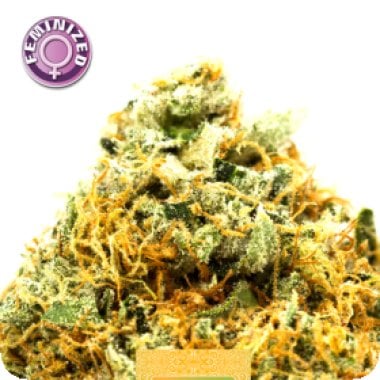 Kera Cannabis Seeds Greengo Bio Haze