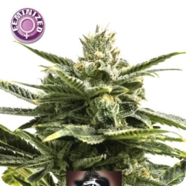 Kera Cannabis Seeds Jack Herer