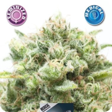 Kera Cannabis Seeds Medical Amnesia Mac Ganja