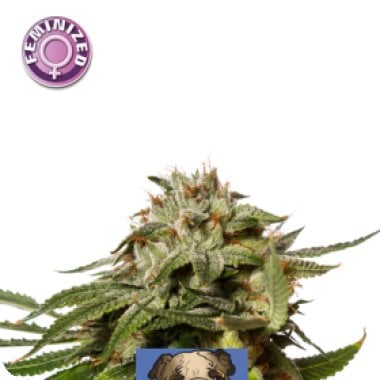 Kera  Cannabis  Seeds  Premium  Diesel