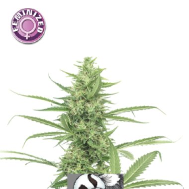 Kera Cannabis Seeds Skunk