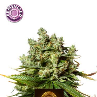 Kera Cannabis Seeds Tangerine Kush