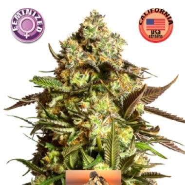 Kera Cannabis Seeds Venice Beach Afghan