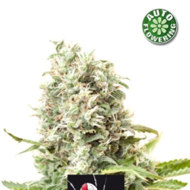 Kera Cannabis Seeds White Widow Auto