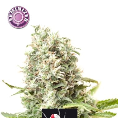 Kera Cannabis Seeds White Widow