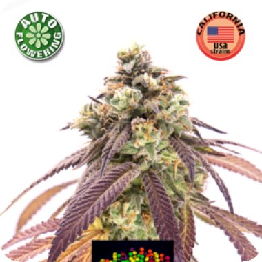 Kera Cannabis Seeds Zkittels Auto