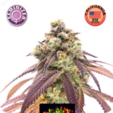 Kera Cannabis Seeds Zkittels