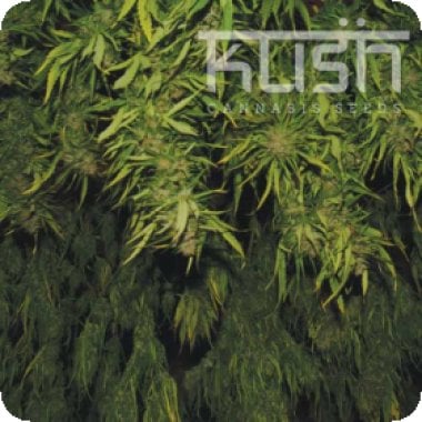 Kush  Cannabis  Seeds  Afghani  Kush