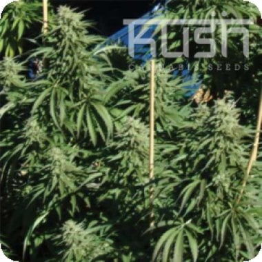 Kush  Cannabis  Seeds  Diesel  Kush