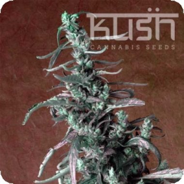Kush  Cannabis  Seeds  Haze  Kush