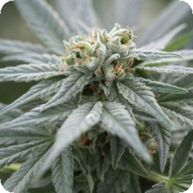 Kush  Cannabis  Seeds  White  Kush