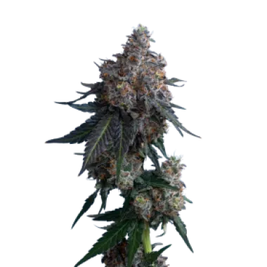 Mavericks  Genetics  Cannabis  Seeds  Apples  N  Bananas