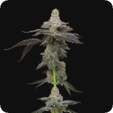 Mavericks  Genetics  Cannabis  Seeds  Biscotti