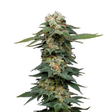 Mavericks  Genetics  Cannabis  Seeds  Black  Magic  Auto