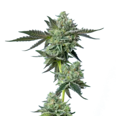 Mavericks  Genetics  Cannabis  Seeds  Blue  Zushi