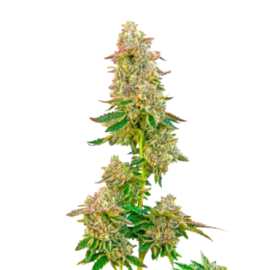 Mavericks  Genetics  Cannabis  Seeds  Boston  Cream  Pie