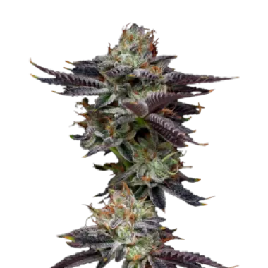 Mavericks  Genetics  Cannabis  Seeds  Candy  Fumez