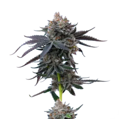 Mavericks  Genetics  Cannabis  Seeds  Cherry  Runtz
