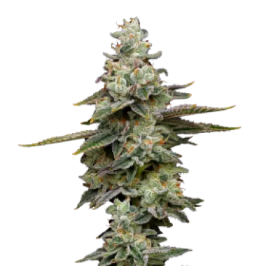Mavericks  Genetics  Cannabis  Seeds  Citronella  Sunrize  Auto