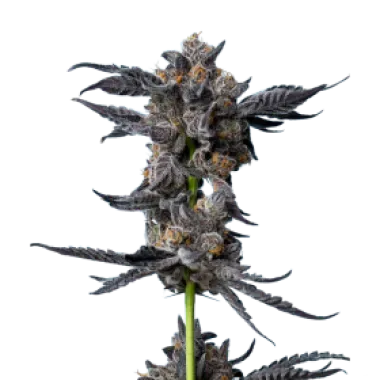 Mavericks  Genetics  Cannabis  Seeds  Cookies  Gelato  Auto