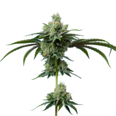 Mavericks  Genetics  Cannabis  Seeds  Do  Si  Dos