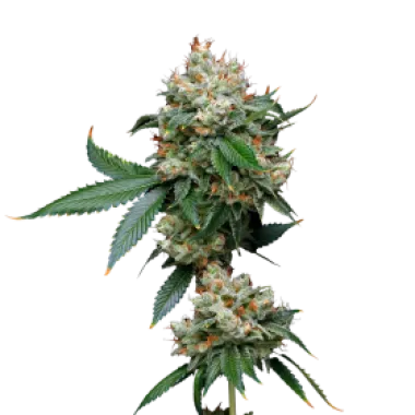 Mavericks  Genetics  Cannabis  Seeds  Donny  Burger