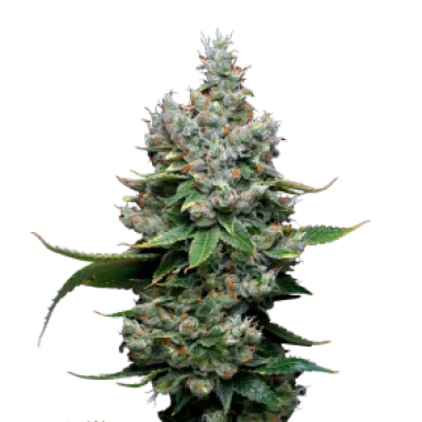 Mavericks  Genetics  Cannabis  Seeds  Funfetti  Poundcake