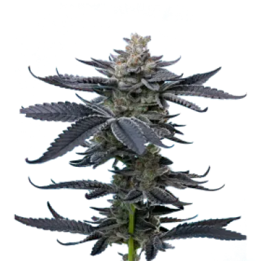 Mavericks  Genetics  Cannabis  Seeds  Gary  Payton