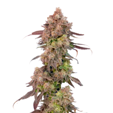 Mavericks  Genetics  Cannabis  Seeds  Gas  Face  Auto