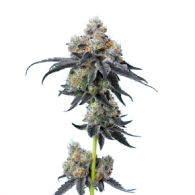 Mavericks  Genetics  Cannabis  Seeds  Gelato 33